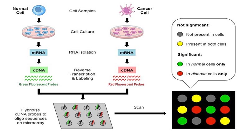 Microarray Teknolojisi