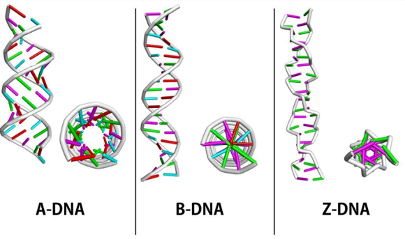 DNA Formları