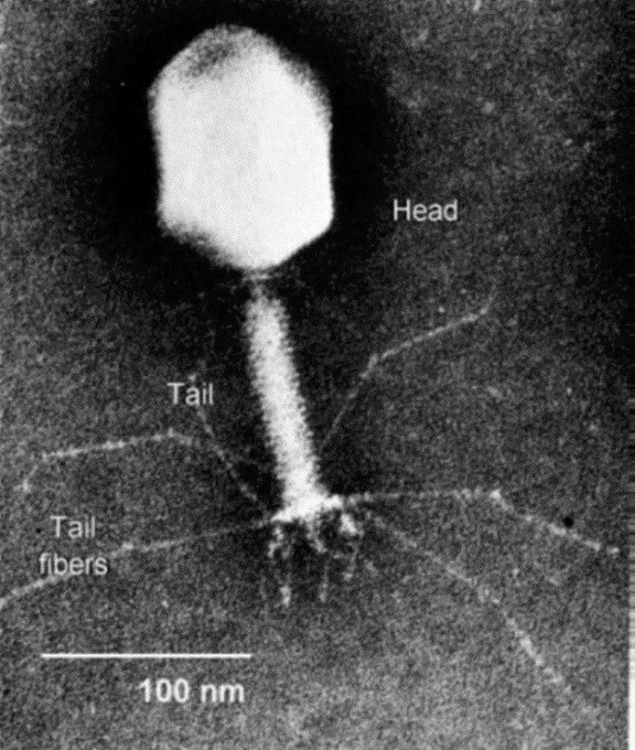 Enterobacteria faj T2