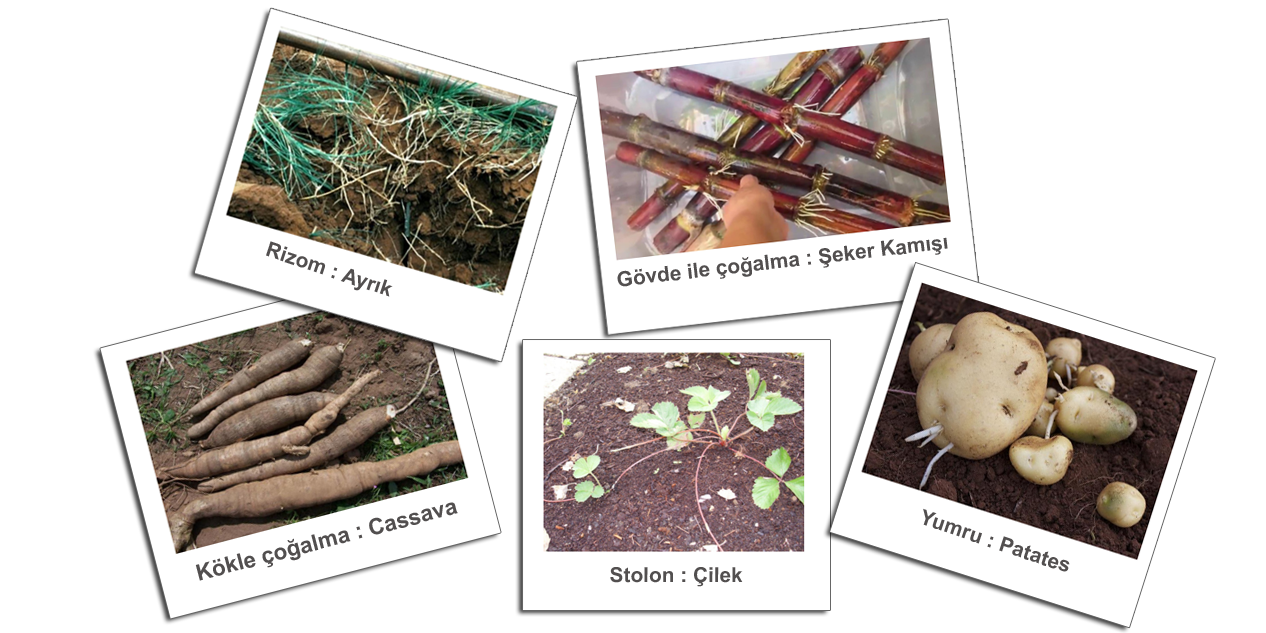 Bitkilerde Eşeysiz Üreme Çeşitleri