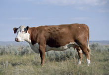 model organizma Bovine