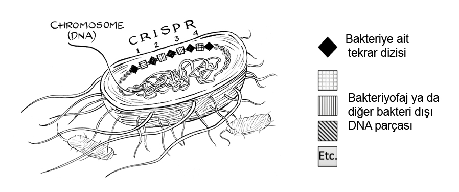 Bakteri Hücresinde CRISPR Dizisi