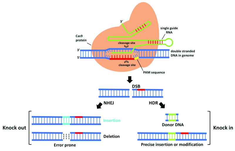 CRISPR Nasıl Çalışıyor?