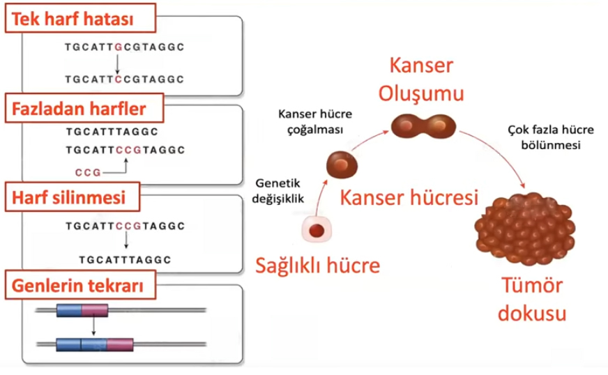 DNA Mutasyonları ve Kanser Oluşumu