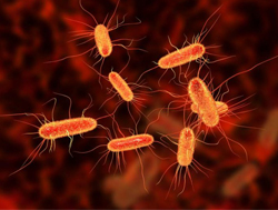 model organizma E. coli veya koli basili