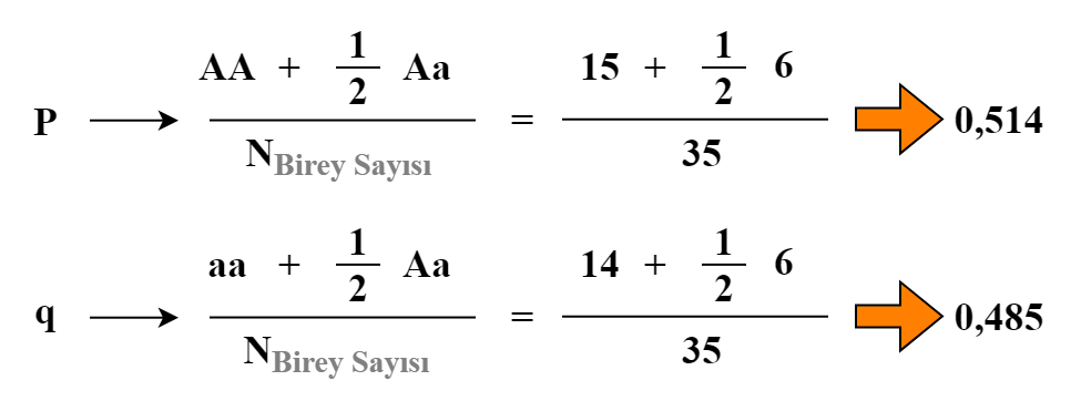 F Kendileşme Allel Frekansları