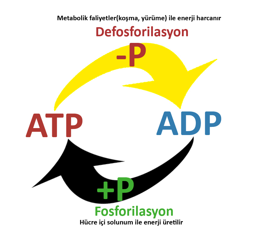 Fosforilasyon ve Defosforilasyon