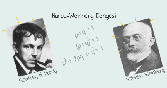 Hardy-Weinberg Dengesi