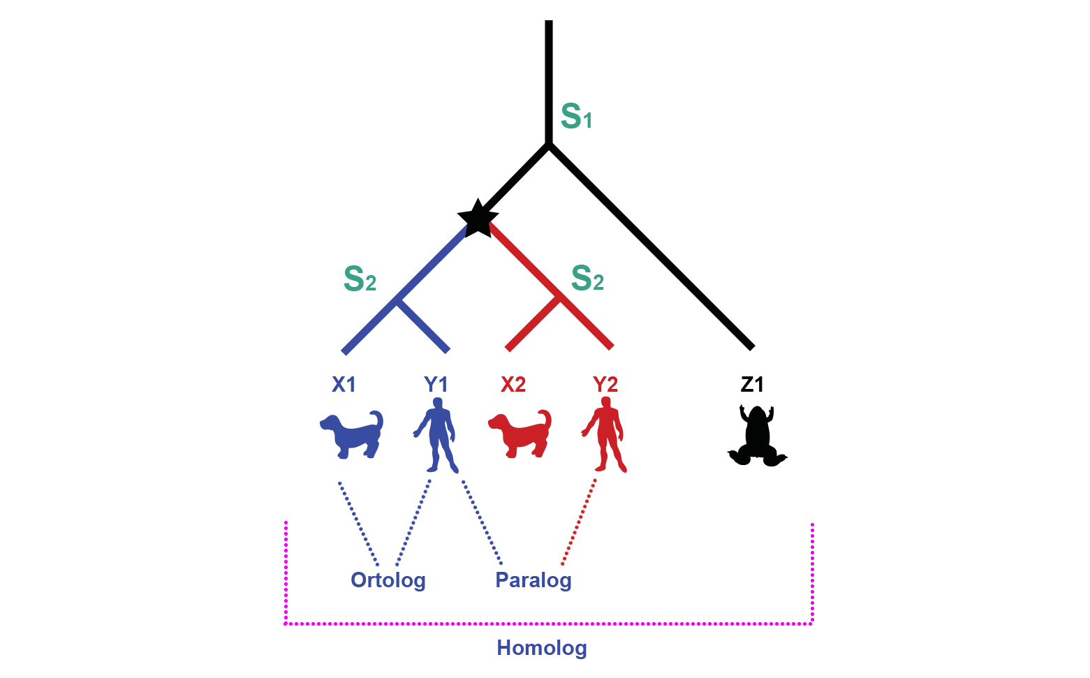 Homolog, Ortolog ve Paralog Genler