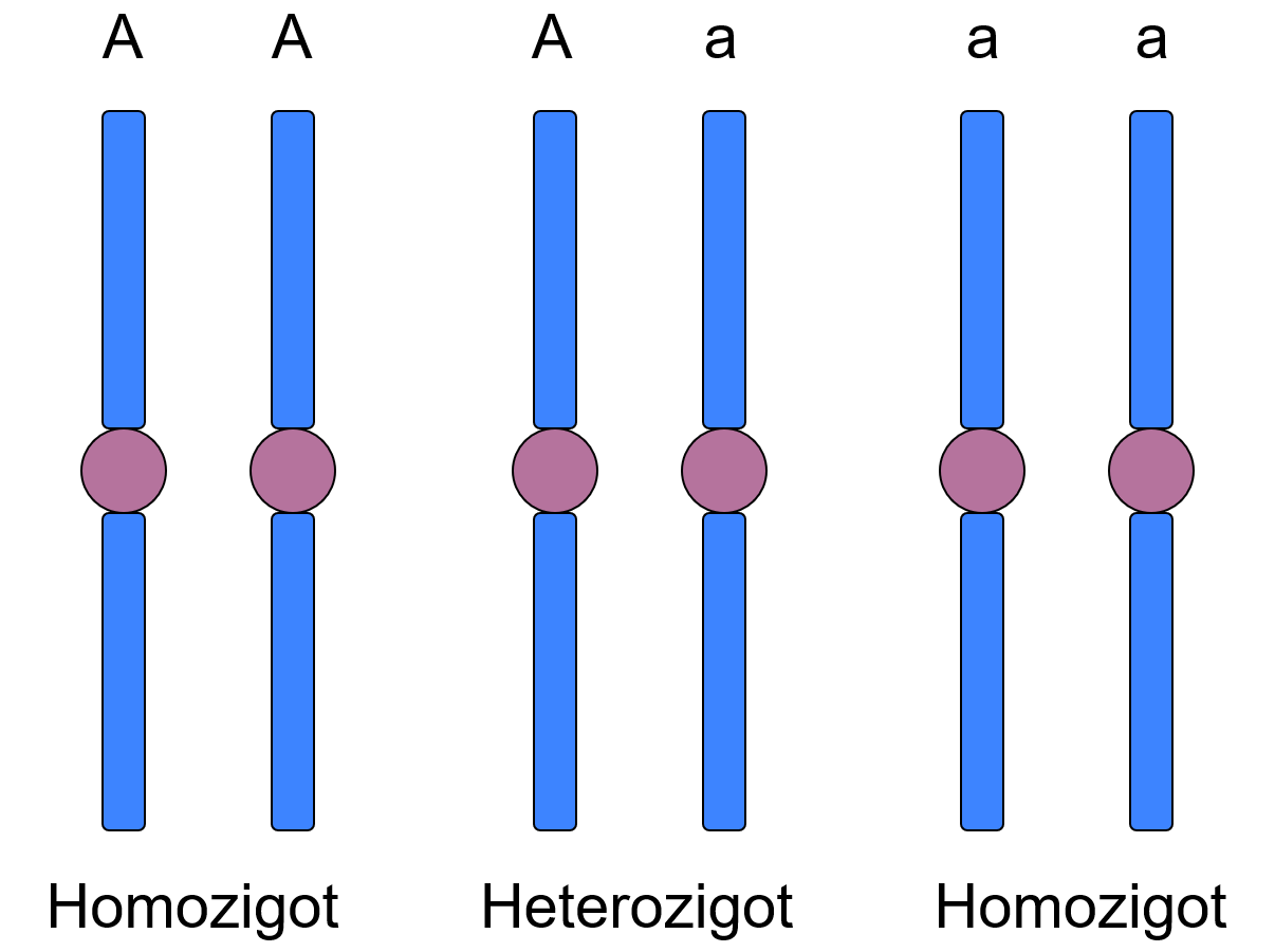 Homozigot ve heterozigot nedir?