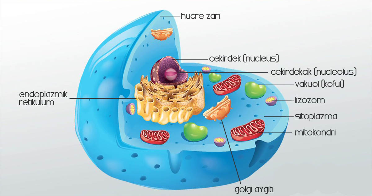 Hücre Organelleri