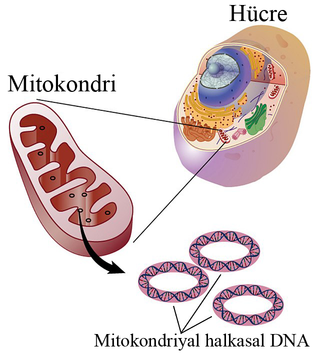 Mitokondriyal DNA(mtDNA)