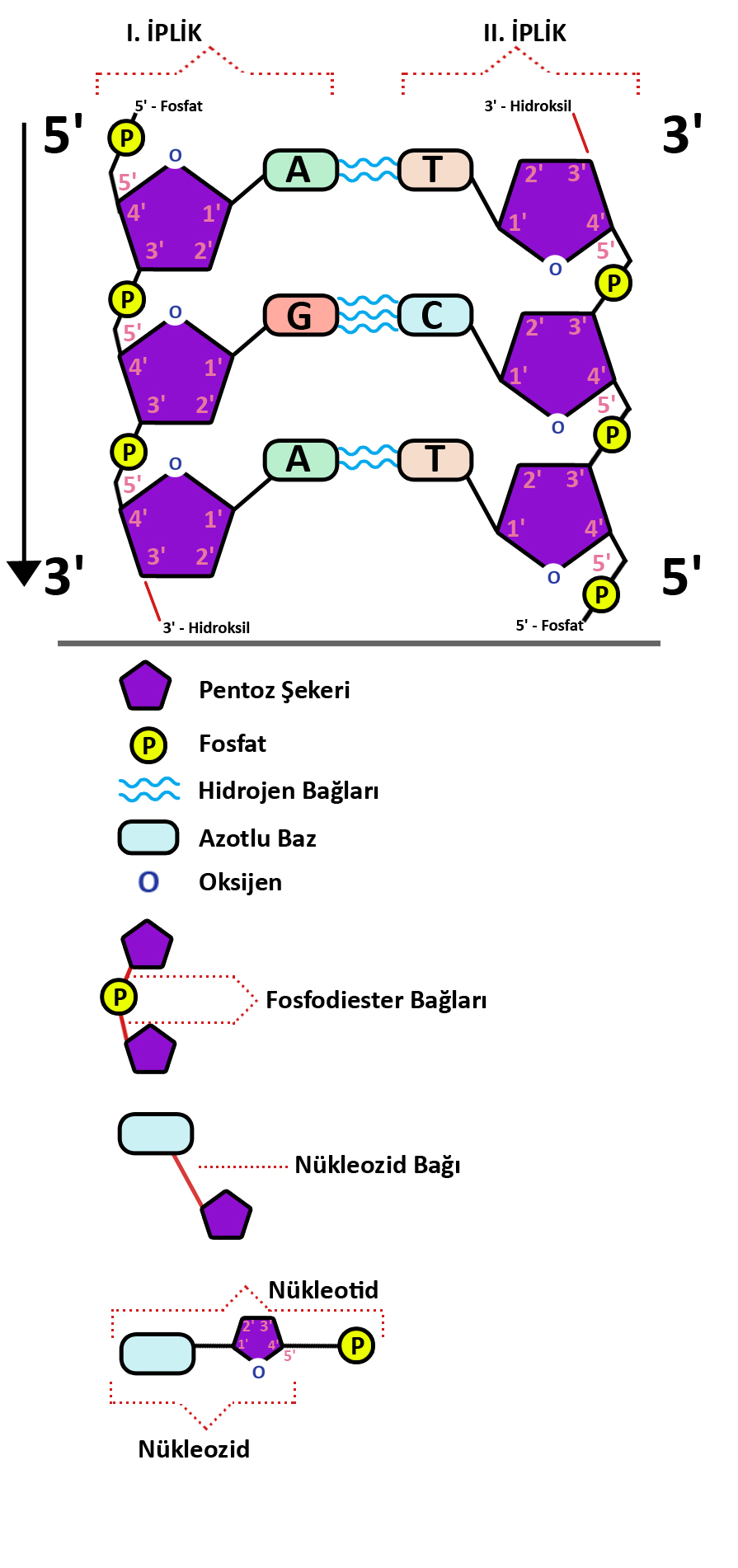 DNA Replikasyonunda 5' - 3' Ne Anlama Geliyor?