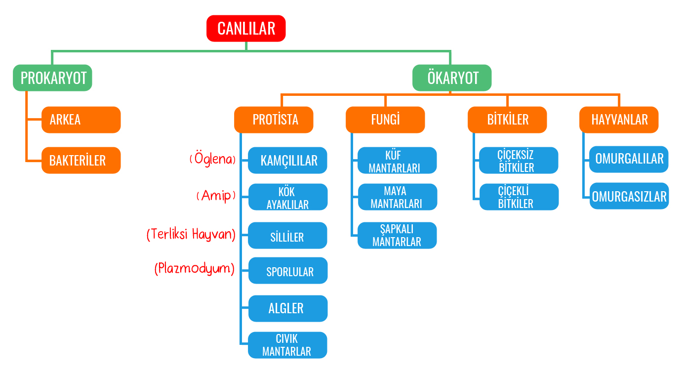 Canlıların Sınıflandırılması