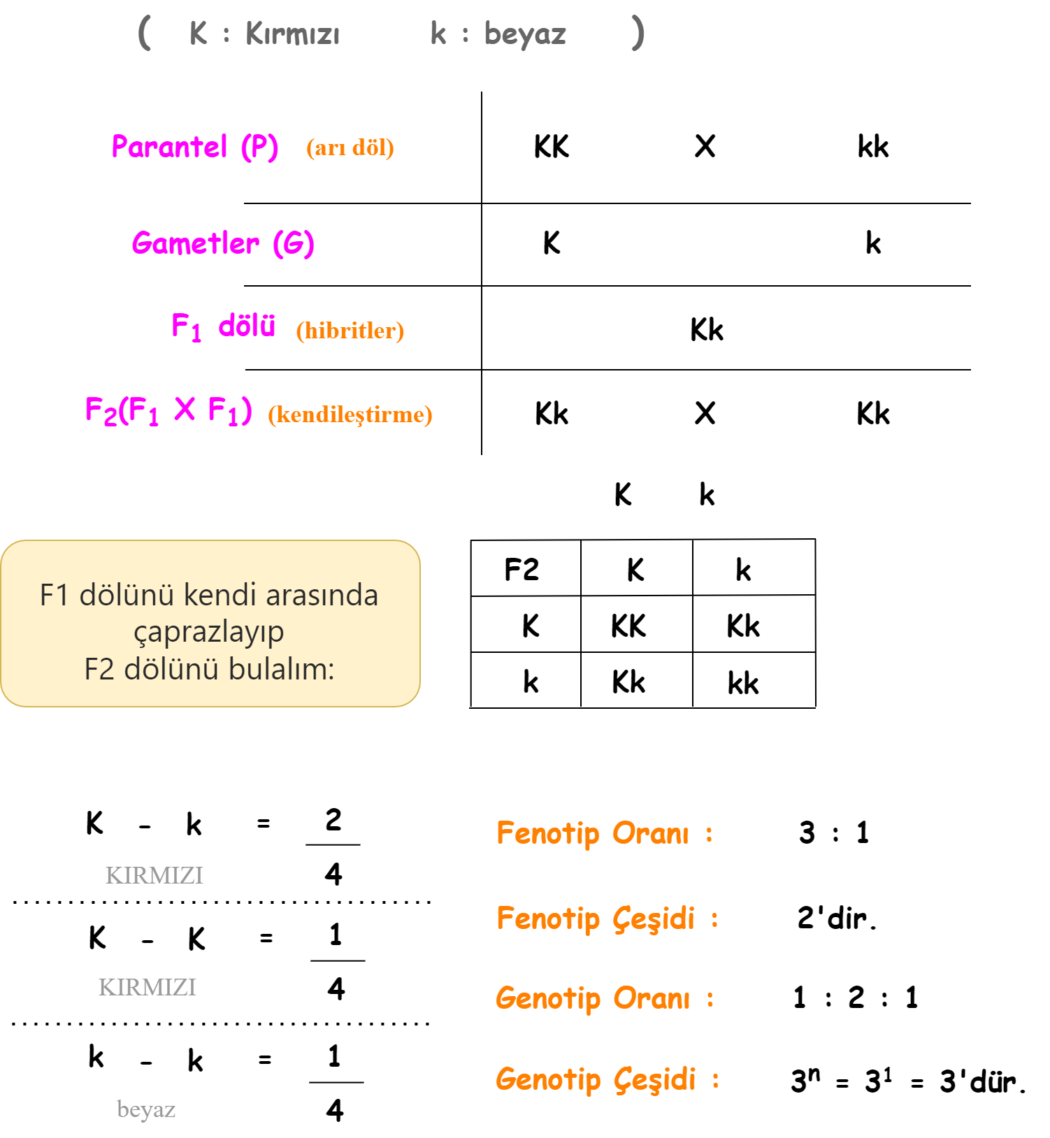 Punnet Karesi ve Monohibrit Çaprazlama