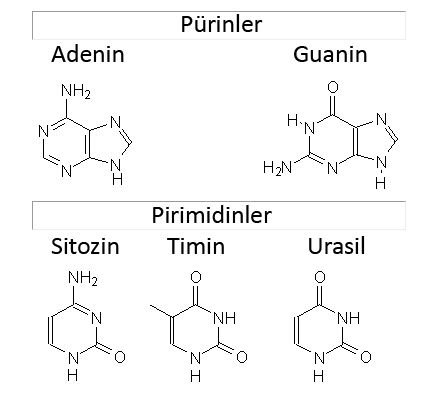 Pürinler ve Pirimidinler