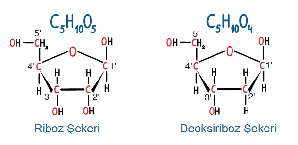 Deoksiriboz ve riboz farkı