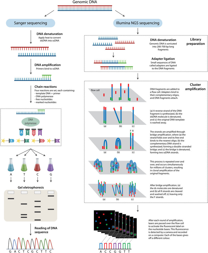 Sanger ve NGS(Next Generation Sequencing)