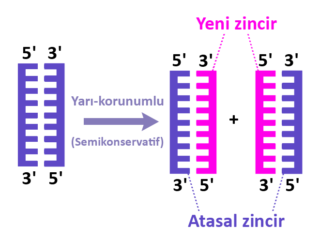 Semikonservatif DNA Replikasyonu